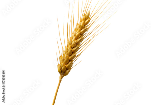 Golden Wheat Ear Agriculture Harvest Grain on Transparent background