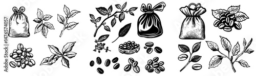 Coffee plants are depicted in a sketch, featuring vintage black beans, delicious arabica and robusta grains, along with an isolated hand-drawn branch and leaf, incorporating modern cafe and cafeteria