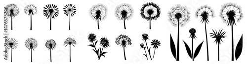 Dandelion plants display delicate floral fluffs in a thin line, creating a fluffy pattern as they blow gently in the air, symbolizing softness and serenity