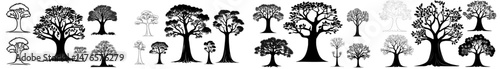 Majestic African baobab trees, characterized by their iconic swollen trunks and expansive branches, embody resilience in harsh arid environments alongside their striking silhouettes