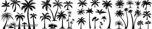 Palm trees are iconic symbols, depicted as beach palm trees with bending black silhouettes isolated, along with coco nuts, representing a paradise of plants, presented in modernized graphics on a