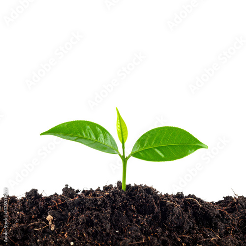 Wallpaper Mural young green plant sprouting from dark soil, symbolizing growth and renewal. vibrant leaves are fresh and healthy, representing beauty of nature and potential for life Torontodigital.ca