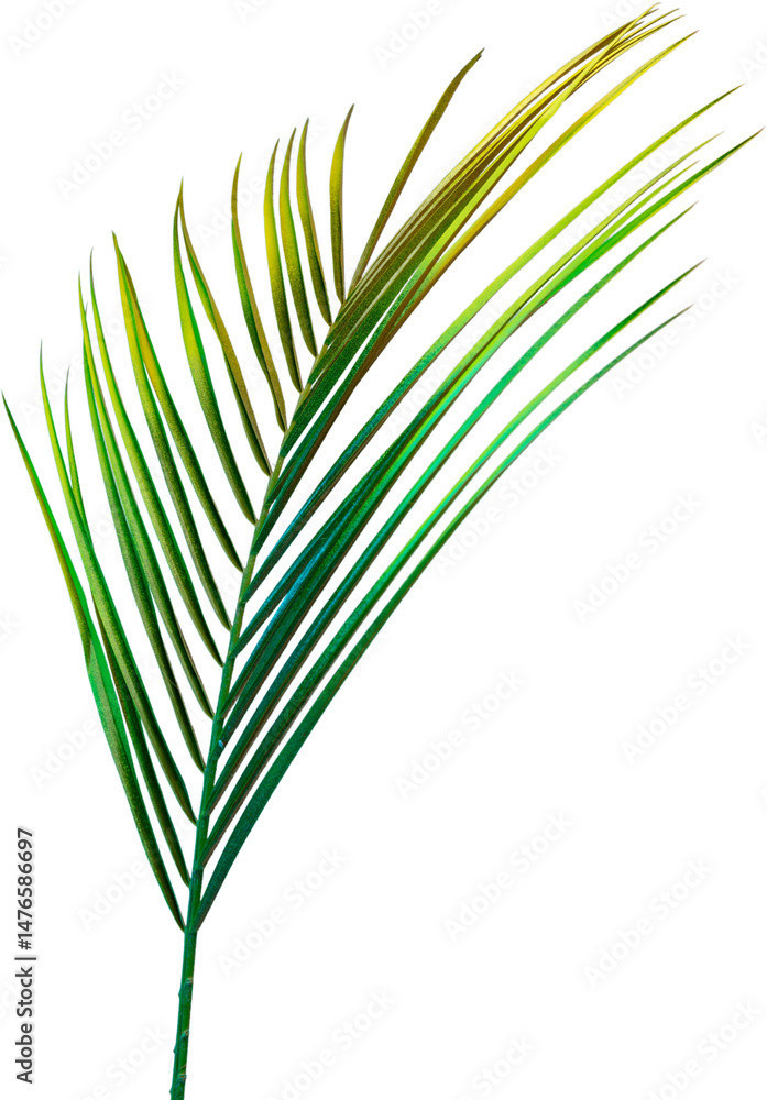 Fototapeta premium palm leaves on white