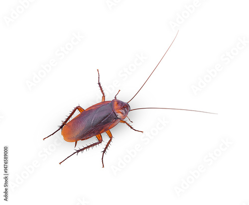 closeup cockroach isolated on a white(top view)
