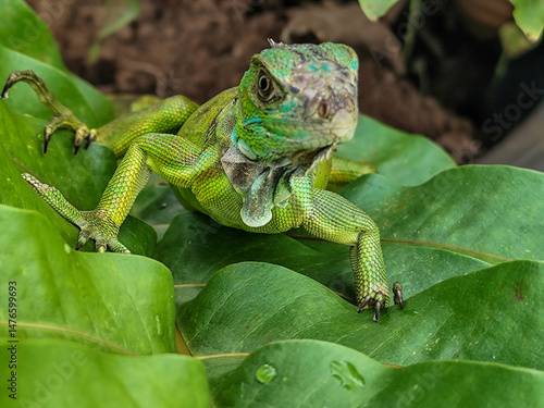 Wallpaper Mural A juvenile green iguana walks along a green leafy tree branch, with a natural blur background. Torontodigital.ca