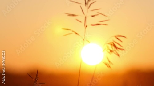 Sunset Grass Silhouette.