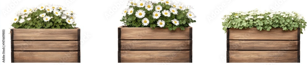 Obraz premium Wooden Planters with White Flowers