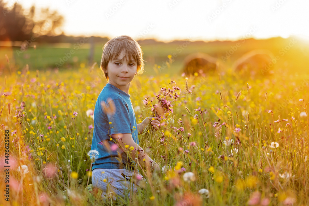 Beautiful child, gathering wild flowers in a field and feeding the sheeps. Cute blond boy in a field of wild flowers, feeding sheeps with grass, beautiful sunset springtime Beautiful child, gathering wild flowers in a field and feeding the sheeps. Cute blond boy in a field of wild flowers, feeding sheeps with grass, beautiful sunset springtime