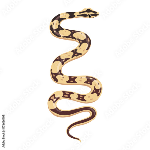 vector drawing snake, Boa constrictor imperator isolated at white background, hand drawn illustration