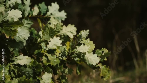 Oak Leaves with Forest Sunlight.