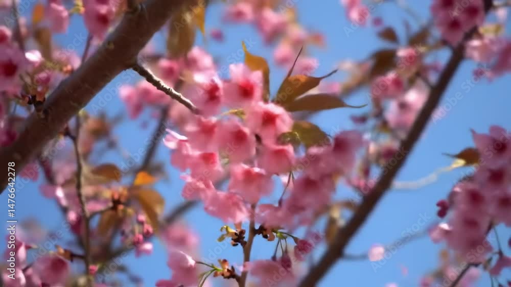 Pink cherry blossoms swaying gently against clear blue sky. Pink cherry blossoms swaying gently against clear blue sky.