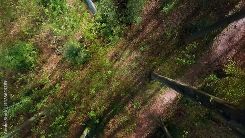 Aerial Forest Path with Sunlight.