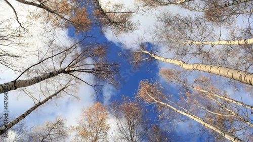 Birch Trees with Autumn Sky, and Low Angle.