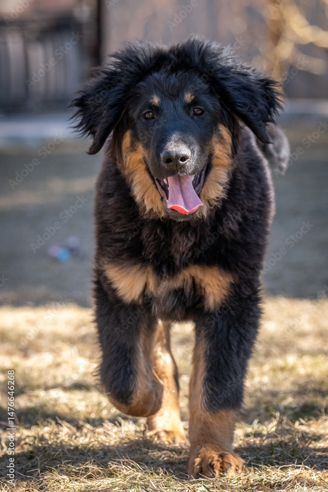 Fototapeta premium A cheerful Hovawart puppy runs and plays. The dog is having fun