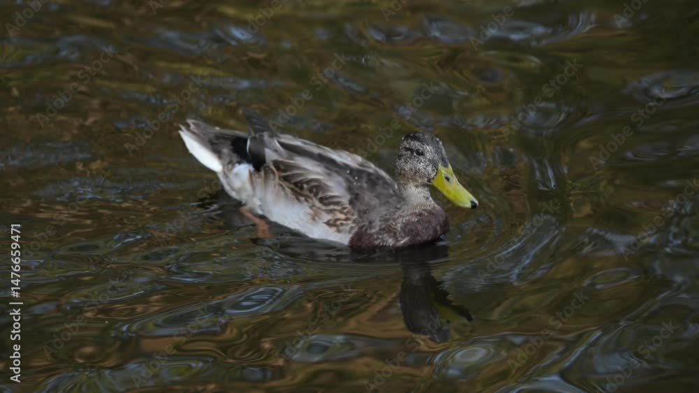 Mallard duck swimming gracefully on dark, tranquil water, carefully grooming plumage while reflecting natural serenity of wetland environment Mallard duck swimming gracefully on dark, tranquil water, carefully grooming plumage while reflecting natural serenity of wetland environment