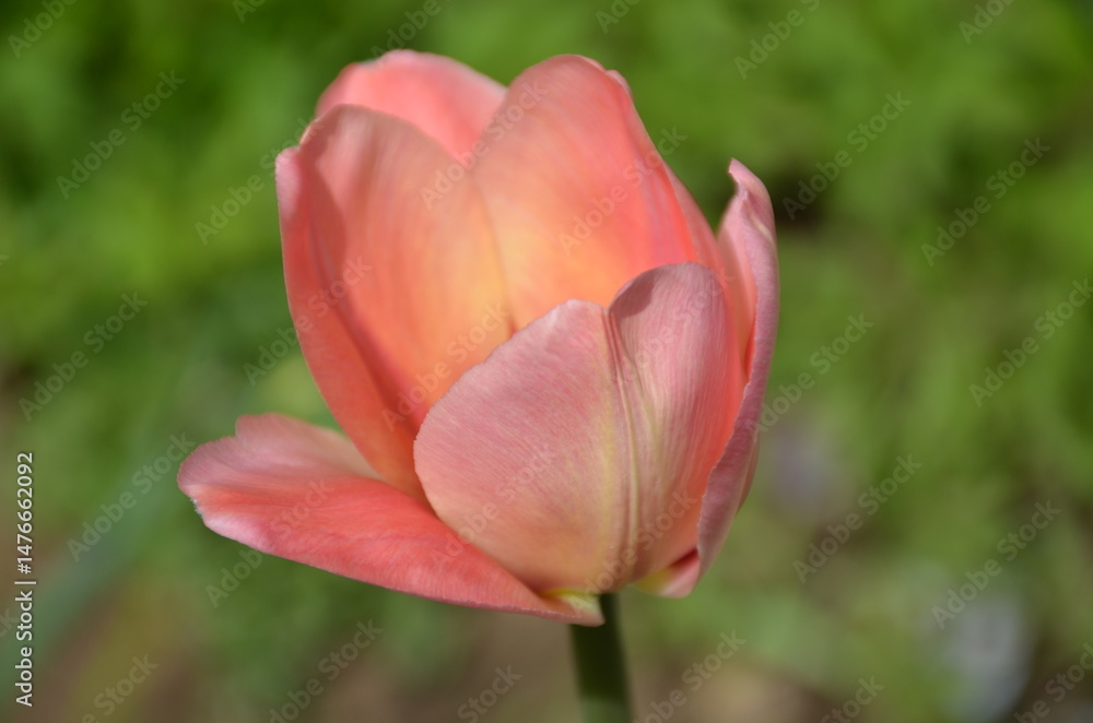 Pink tulip bud. A tulip flower has grown and blossomed under the spring sun. It has a large pink bud, red petals with yellow stripes. The bud grows in a flowerbed on a long thin green stem. Pink tulip bud. A tulip flower has grown and blossomed under the spring sun. It has a large pink bud, red petals with yellow stripes. The bud grows in a flowerbed on a long thin green stem.