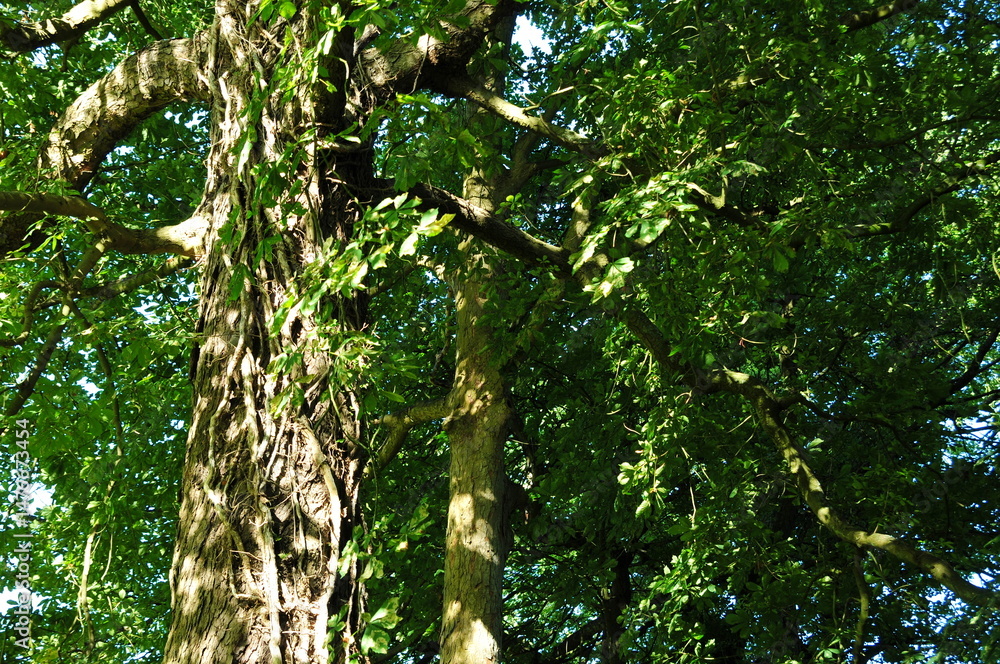 Fototapeta premium Looking up into green leafy tree foliage