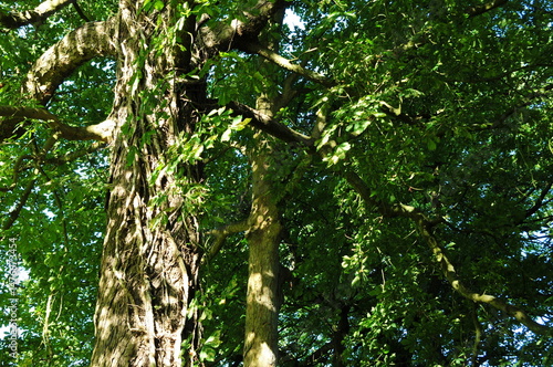 Looking up into green leafy tree foliage