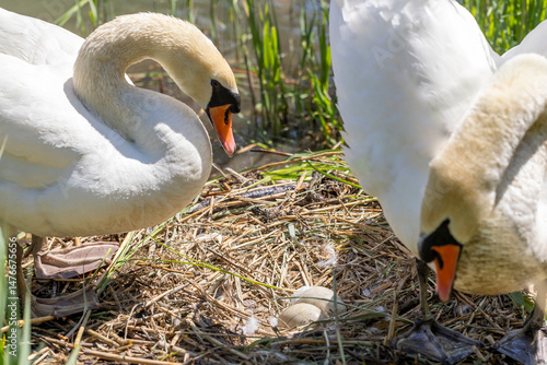 Fotografie Schwäne bewachen Nest mit Eier