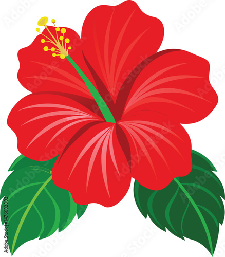 red hibiscus flower