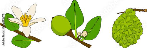 Vector illustrations of bergamot fruit lifecycle: flowers, green fruit, and sliced ripe fruit. Perfect for botanical designs, food packaging, or wellness branding. Clean lines, vibrant colors, and nat