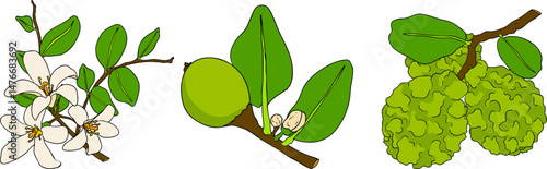 Vector illustrations of bergamot fruit lifecycle: flowers, green fruit, and sliced ripe fruit. Perfect for botanical designs, food packaging, or wellness branding. Clean lines, vibrant colors, and nat
