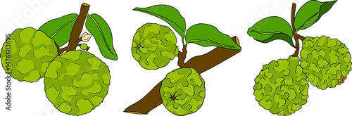 Vector illustrations of bergamot fruit lifecycle: flowers, green fruit, and sliced ripe fruit. Perfect for botanical designs, food packaging, or wellness branding. Clean lines, vibrant colors, and nat