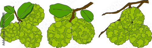 Vector illustrations of bergamot fruit lifecycle: flowers, green fruit, and sliced ripe fruit. Perfect for botanical designs, food packaging, or wellness branding. Clean lines, vibrant colors, and nat