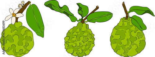 Vector illustrations of bergamot fruit lifecycle: flowers, green fruit, and sliced ripe fruit. Perfect for botanical designs, food packaging, or wellness branding. Clean lines, vibrant colors, and nat