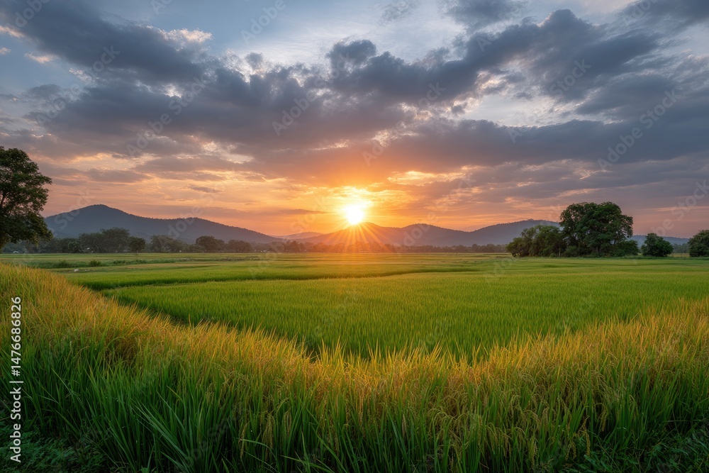 Golden Sunset over Serene Rice Paddies Golden Sunset over Serene Rice Paddies