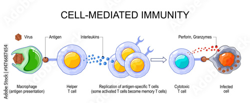 Adaptive immunity. Cell-Mediated Immunity