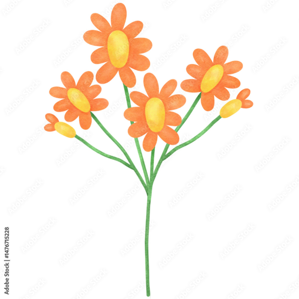 Obraz premium Watercolor Orange Daisy Clipart — Hand-painted Flower PNG