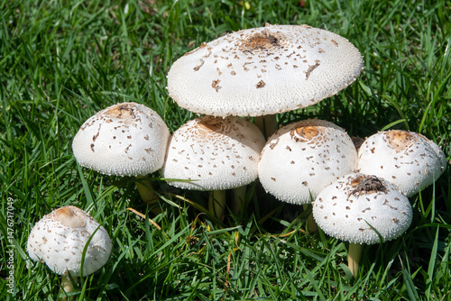 The mushroom Chlorophyllum molybdites is a toxic fungus with a large cap and green spores. It grows in lawns and open areas and can cause poisoning if ingested.