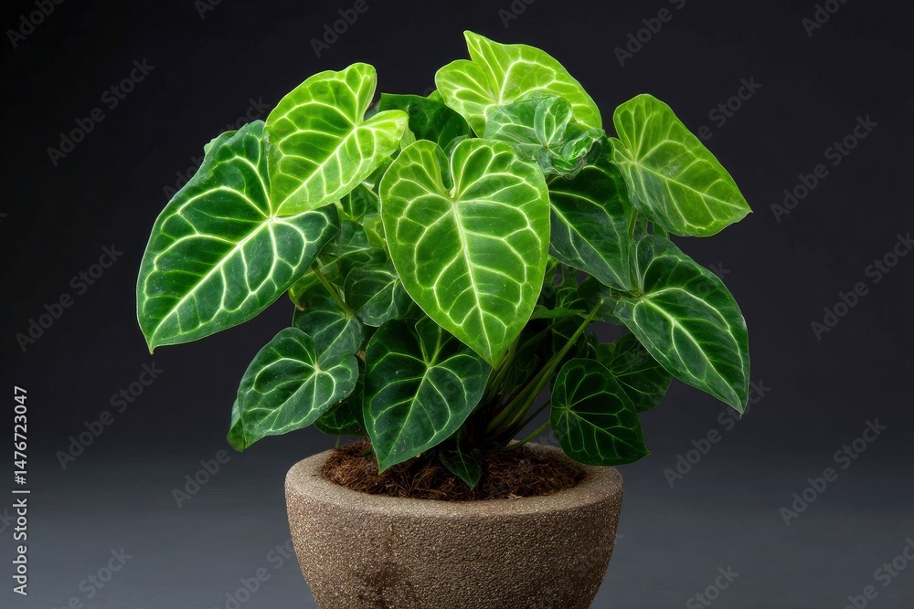 Anthurium Clarinervium: Vibrant Green Leaves in Rustic Pot Anthurium Clarinervium: Vibrant Green Leaves in Rustic Pot