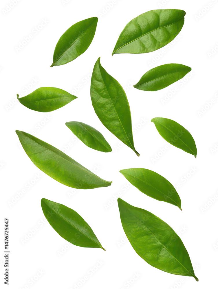 Naklejka premium levitation leaf citrus isolated on white background