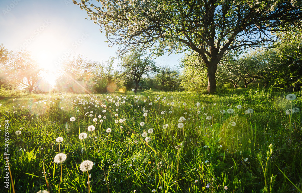 Obraz premium Sunbeams illuminate dandelions on a green lawn in a spring garden. Fantastic photo wallpaper.
