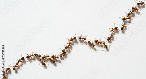 Busy ants crawling in row