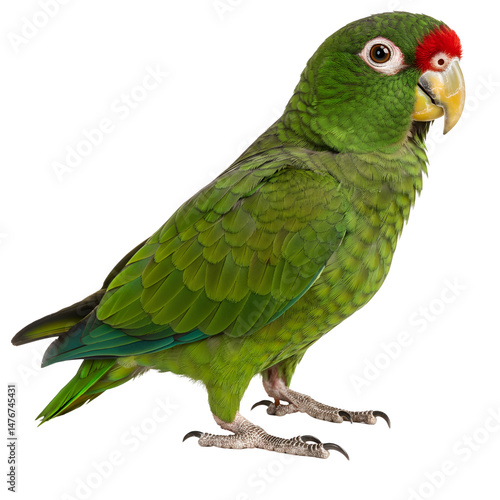 Green parrot with red forehead on black background
