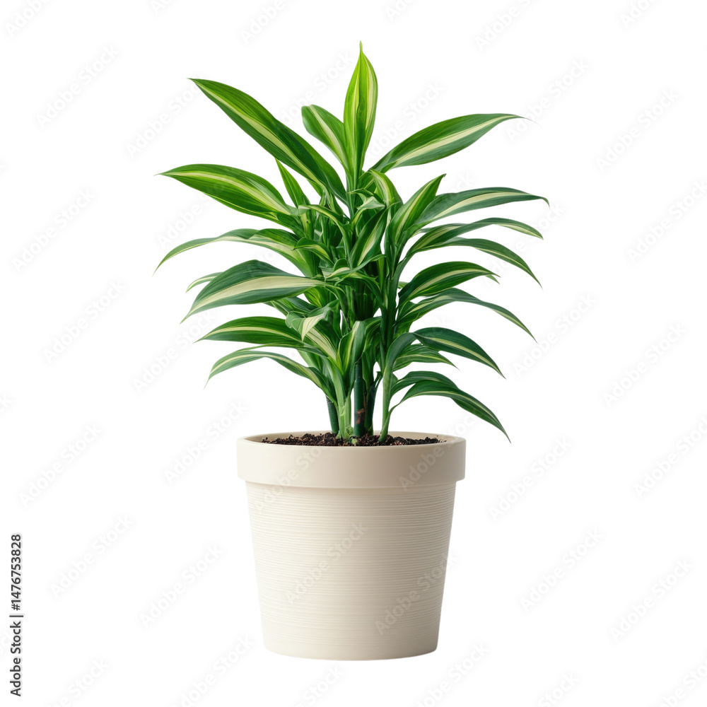 Fototapeta premium Green indoor plant with vibrant leaves in a white pot cutout isolated on transparent bg, png