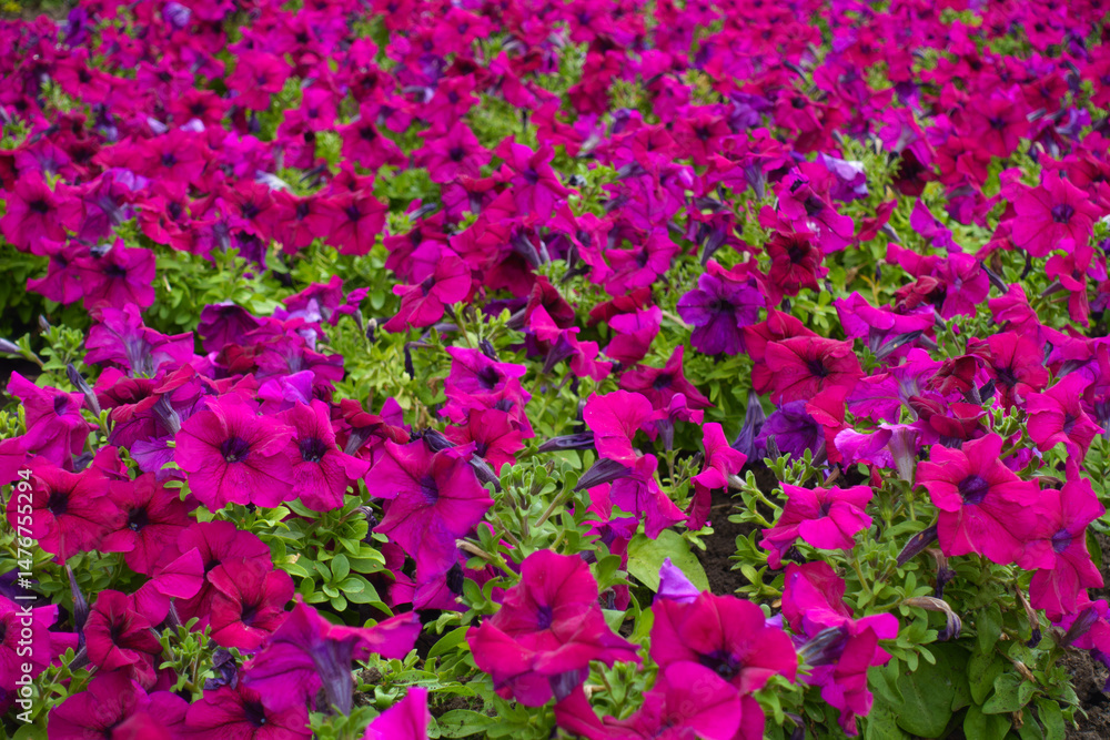 Obraz premium Plenty of magenta colored flowers of petunias in mid July