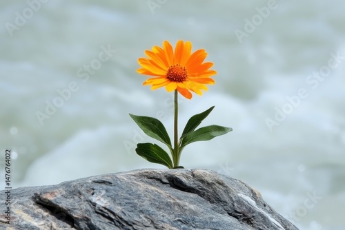 Orange Daisy Growing on Rock by River Close Up Nature Photography Resilience Concept