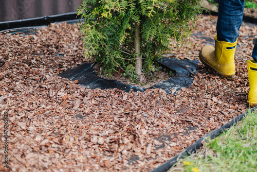 Mulching the soil with agrotextile and tree bark - protection from weeds