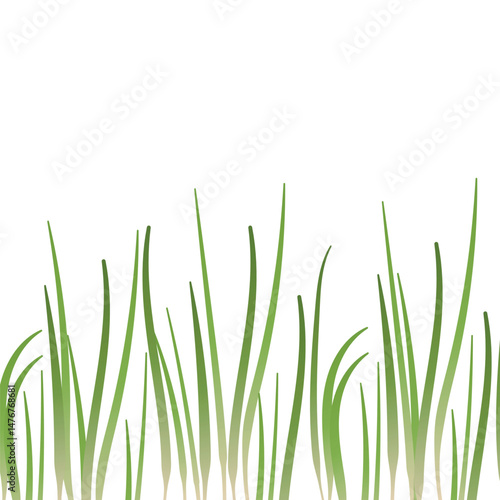 Row of green grass blades at the bottom of the image. Isolated on white background. Background for design, spring theme.
