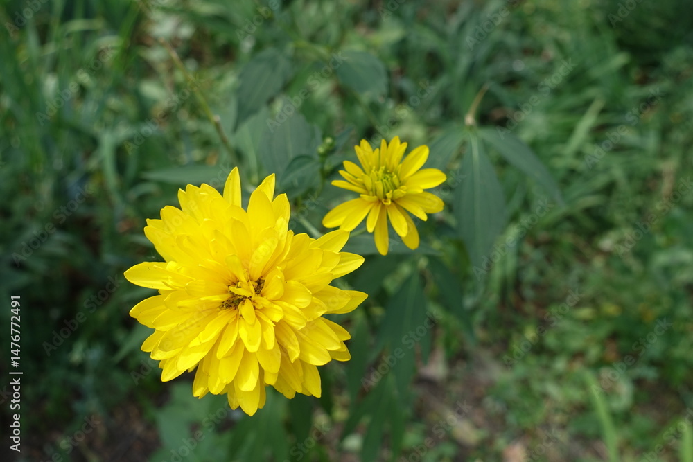 Two yellow flowers of Rudbeckia laciniata Goldquelle in July Two yellow flowers of Rudbeckia laciniata Goldquelle in July