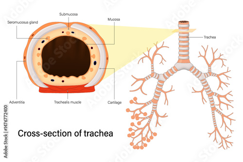 Cross section of trachea. Trachea anatomy vector. Human Respiratory System.