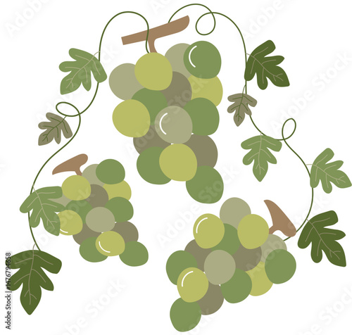 vector illustration of grapes on vines