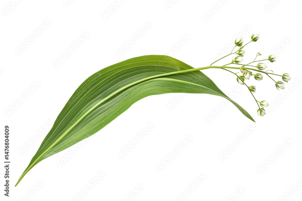 Fototapeta premium Delicate Spring Flower and Leaf Arrangement . Transparent background PNG