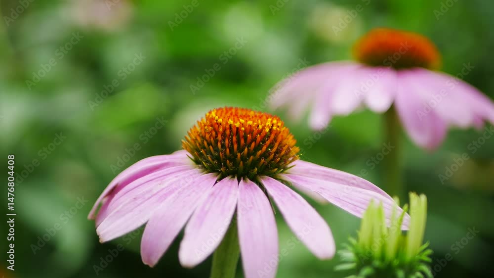 Captivating pinecone daisy blooms with stunning macro bokeh effect Captivating pinecone daisy blooms with stunning macro bokeh effect