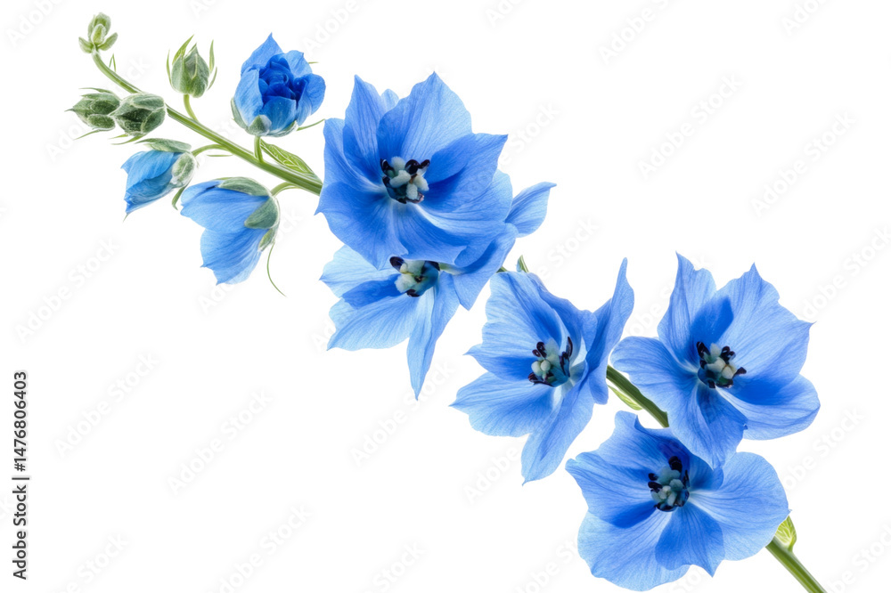 Fototapeta premium Stunning Blue Flowers in Full Bloom . Transparent background PNG