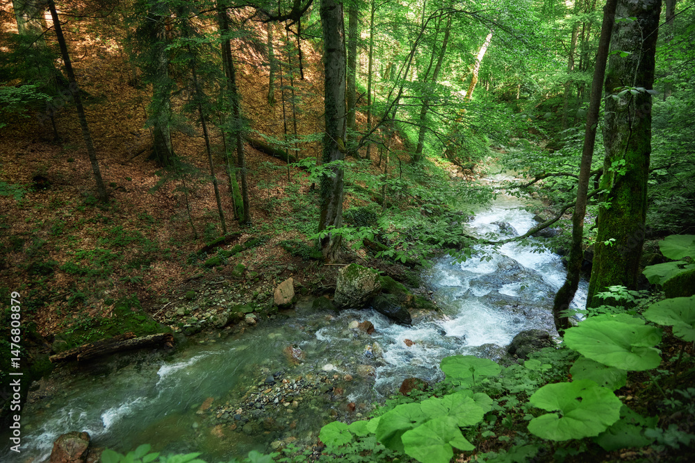 Clear river meanders through a vibrant forest, surrounded by tall trees and undergrowth. Sunlight filters through the leaves, creating a peaceful atmosphere filled with natural beauty Clear river meanders through a vibrant forest, surrounded by tall trees and undergrowth. Sunlight filters through the leaves, creating a peaceful atmosphere filled with natural beauty